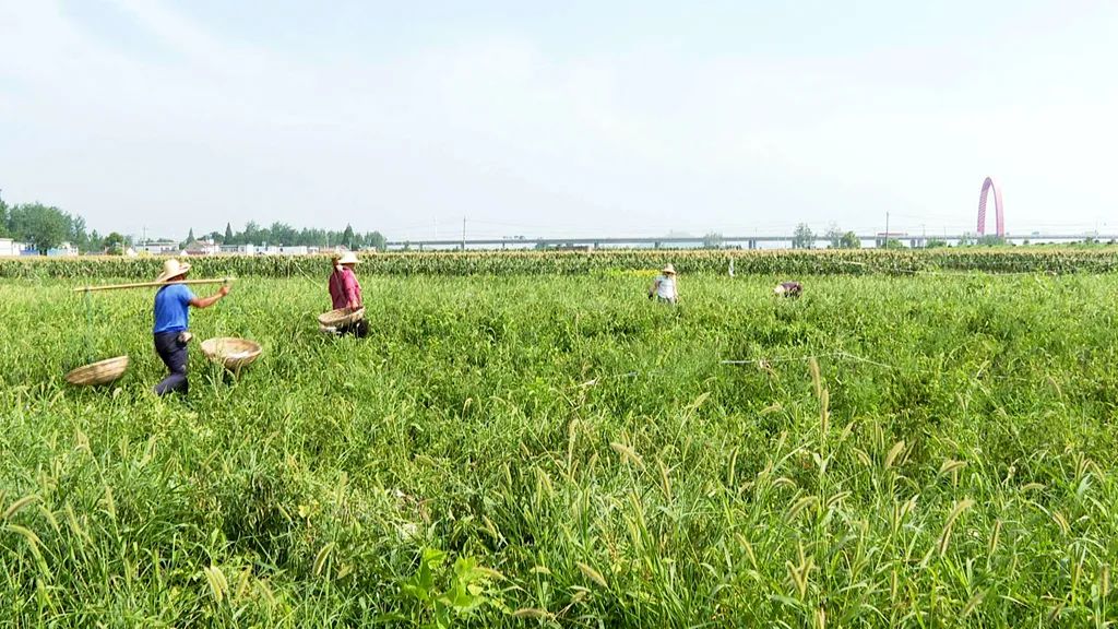 安徽当涂:江心乡生态优先 绿色发展