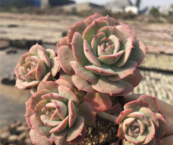 克罗地亚多肉养护方法是什么?需要注意什么?