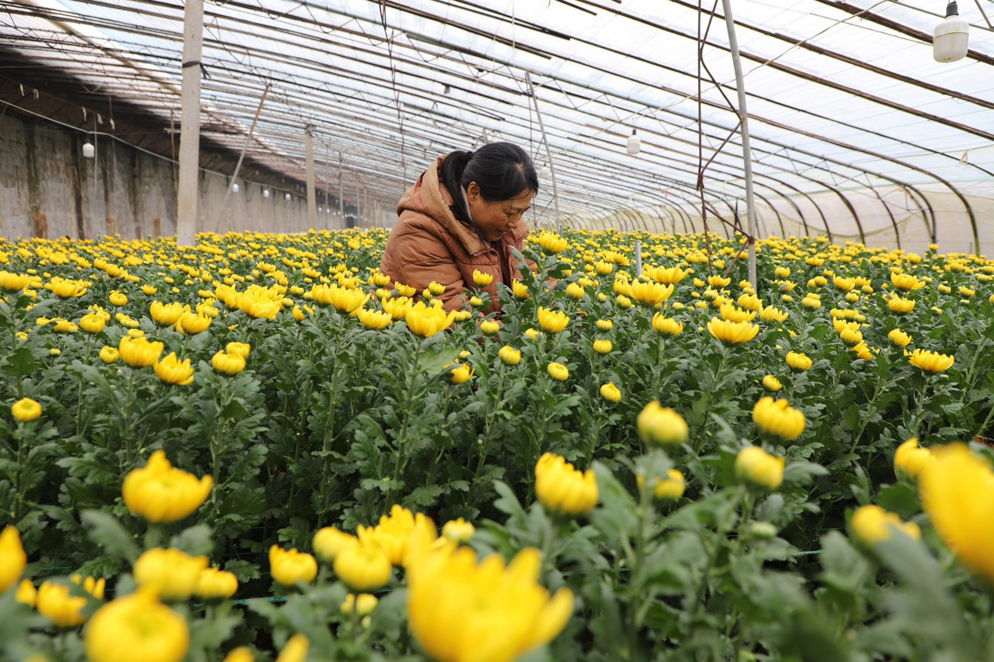 东海左庄村种白菊 一"菊"举成名