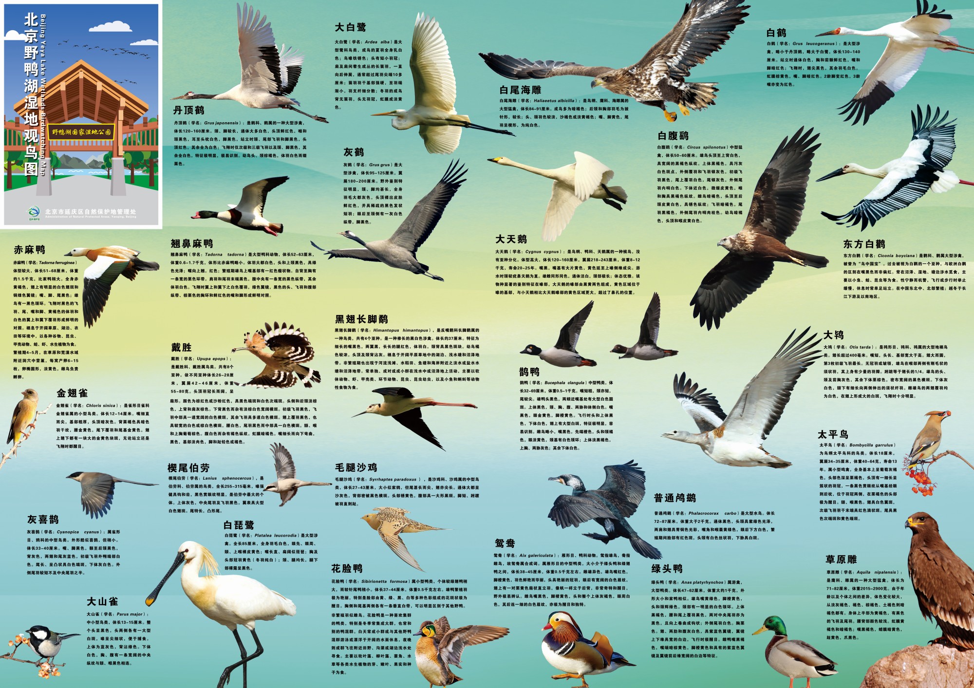 野鸭湖发布湿地观鸟图,观天鹅,苍鹭,灰鹤请奔这儿