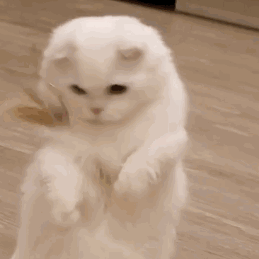 养猫要做哪些准备?这几点要记住,猫主子更喜欢