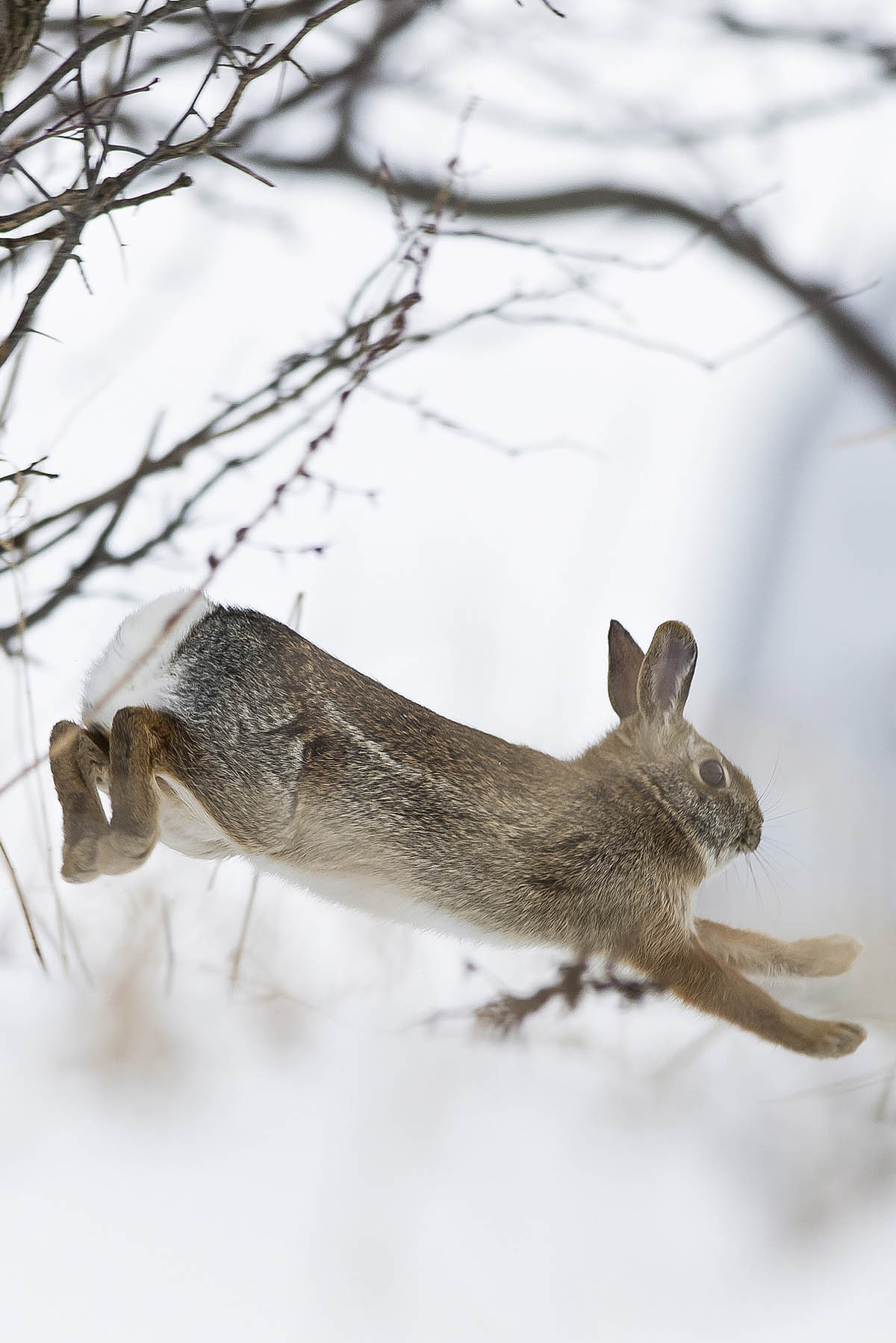 屏保限定|新年将至,福兔迎春