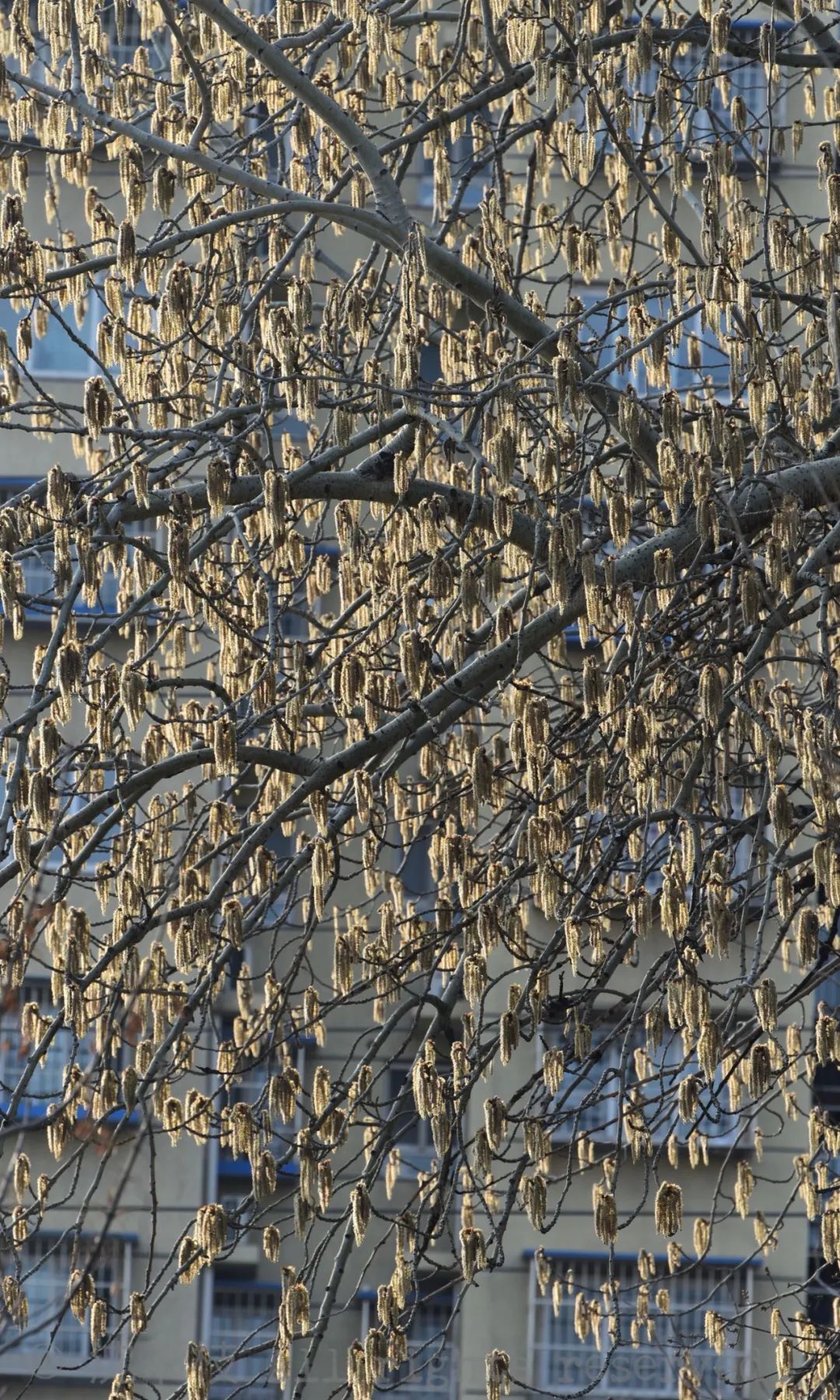 毛茸茸的花序落满地上,密密麻麻的春天就来了|沈书枝