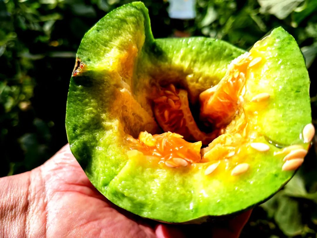 怀安县北黄家窑脆皮香瓜熟了