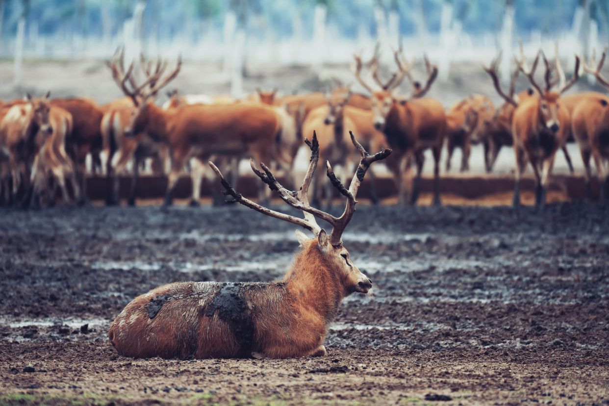 探秘盐城唯一5a景区,堪称国内绝美旅行秘境|盐城旅游攻略