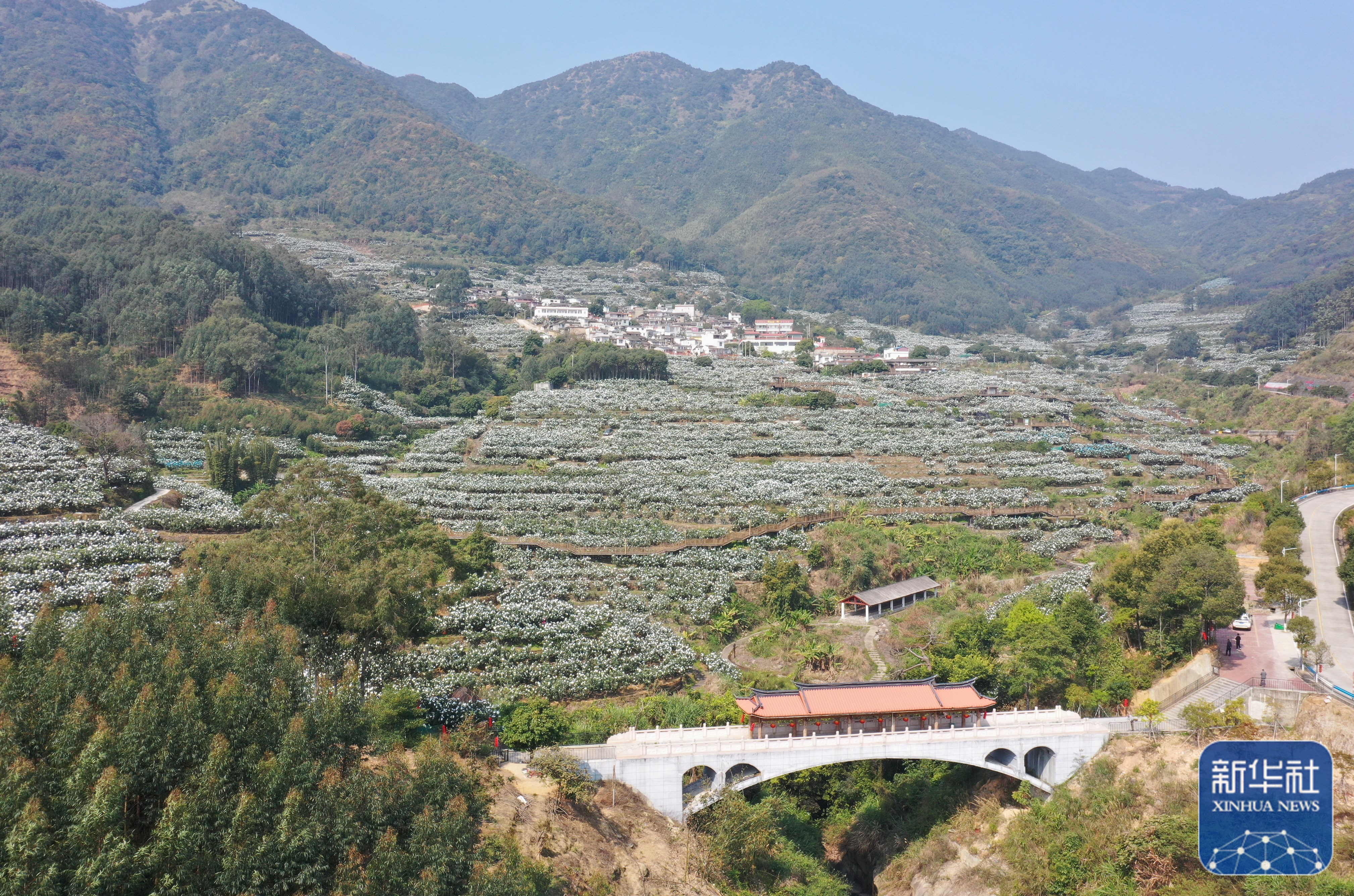 "枇杷姐姐"吴素华:把家乡枇杷产业做大做强