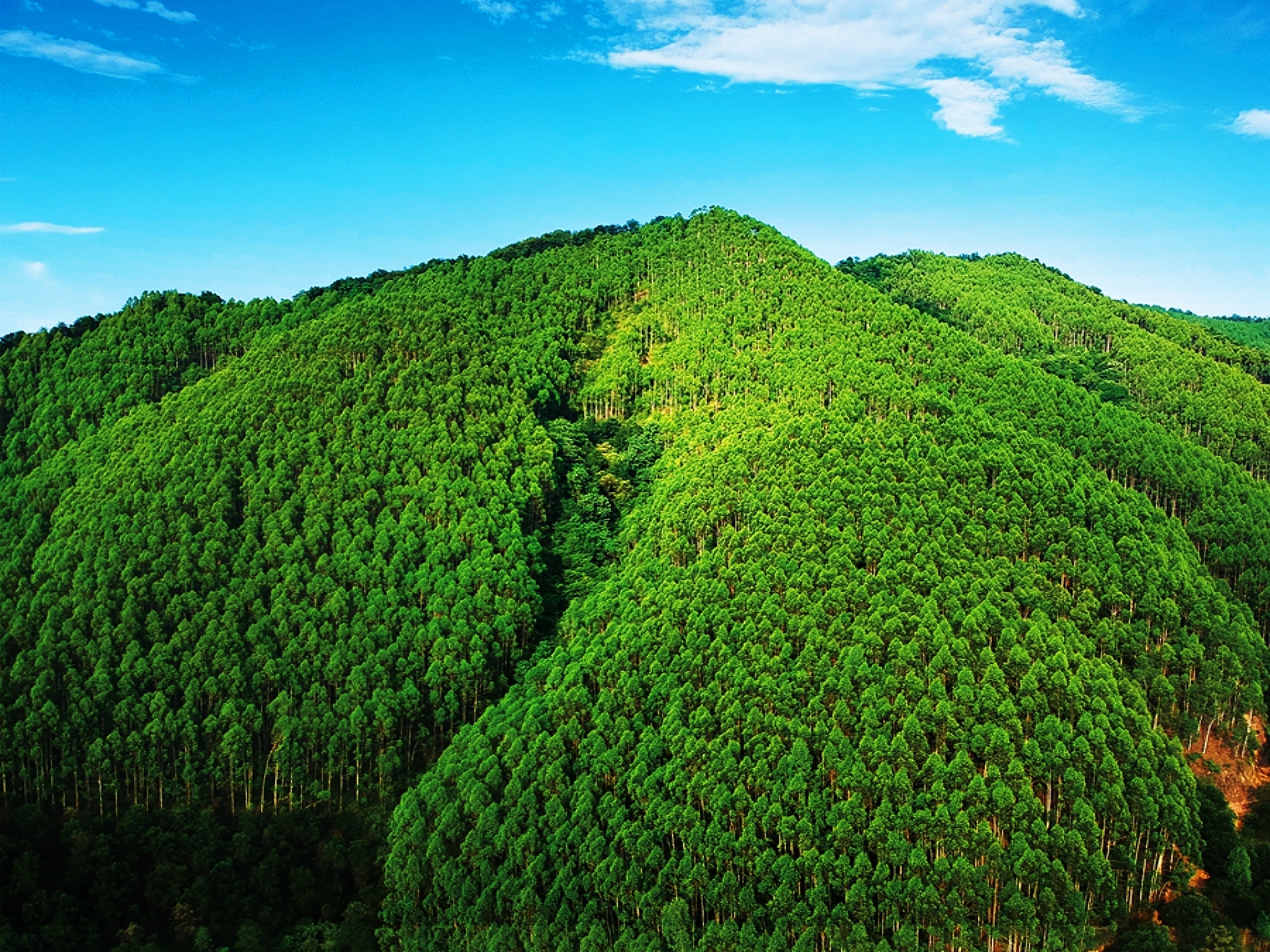 剑指1.3万亿元,广西林业何来的底气?