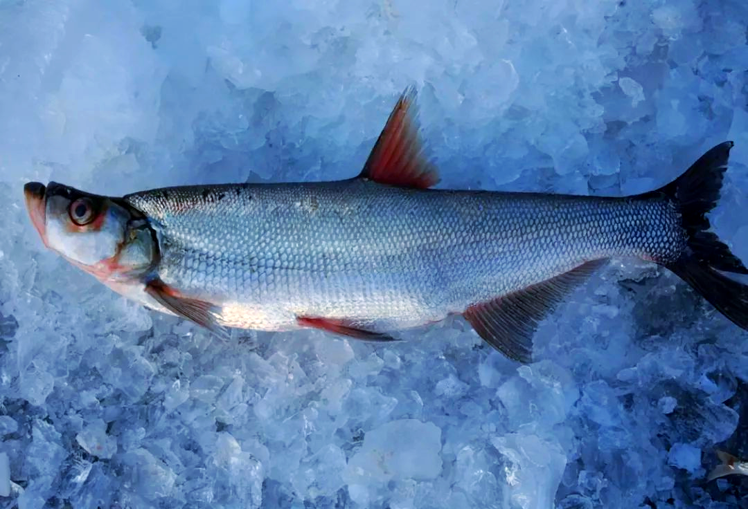 翘嘴鱼的营养与功效及食用注意事项