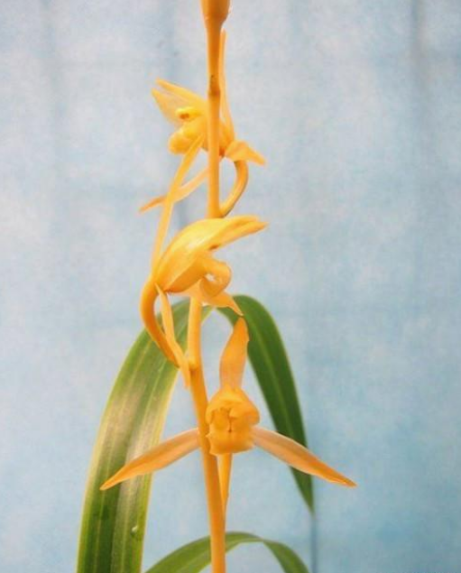 云南文山消失多年的"金"兰,在一山农家发现,开花后引起轰动