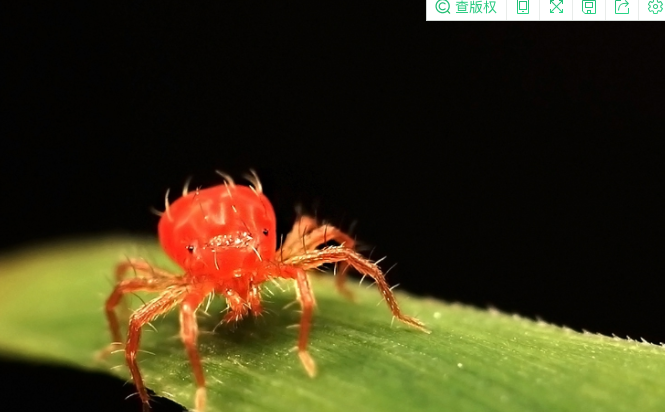 特别小的红色的小蜘蛛是什么