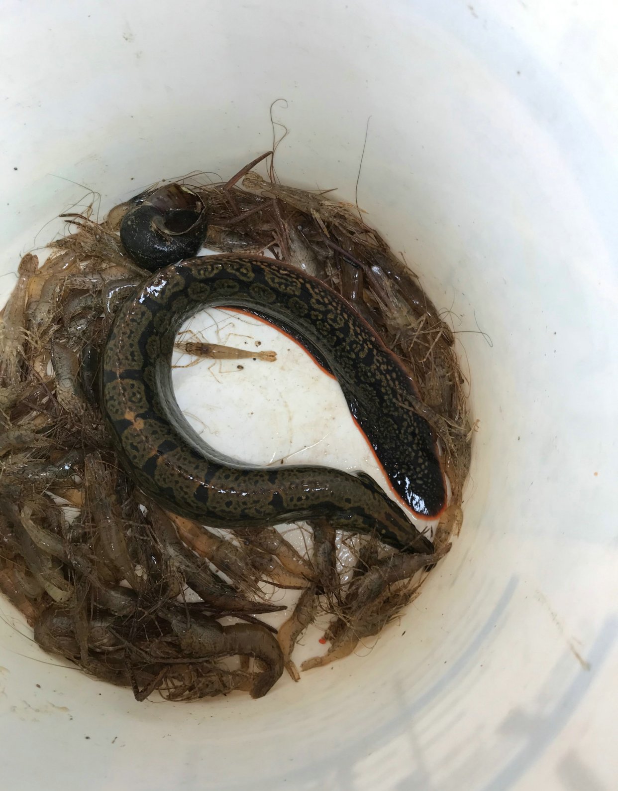 云南村民养出"巨型刀鳅",形似蟒蛇,网友:这谁敢吃