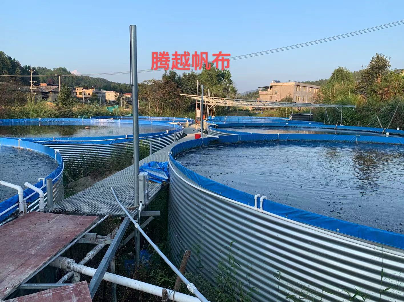 广大鱼友们关注的帆布水池养殖鲈鱼项目,效果到底如何呢?