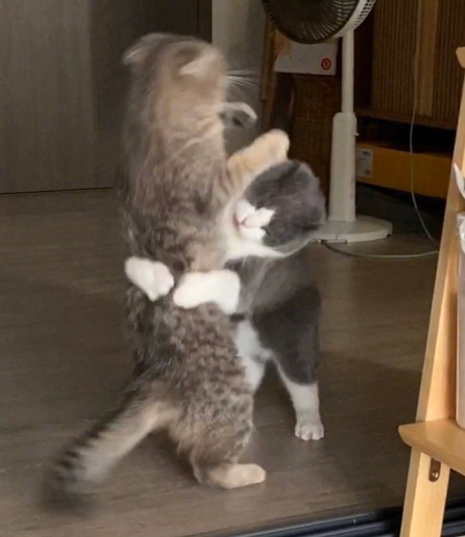 主人打开监控,发现猫咪在家盯着一颗猫砂看了整整30分钟 主人打开监控,发现猫咪在家盯着一颗猫砂看了整整30分钟