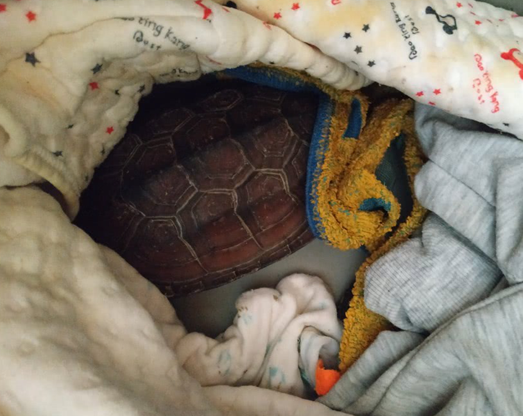 乌龟冬眠的样子 baijiahao.baidu.com