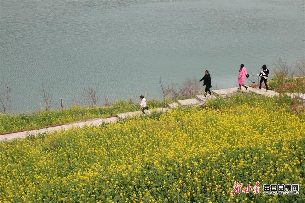 文县玉垒坪村:油菜花开春来早 踏青出游正当时