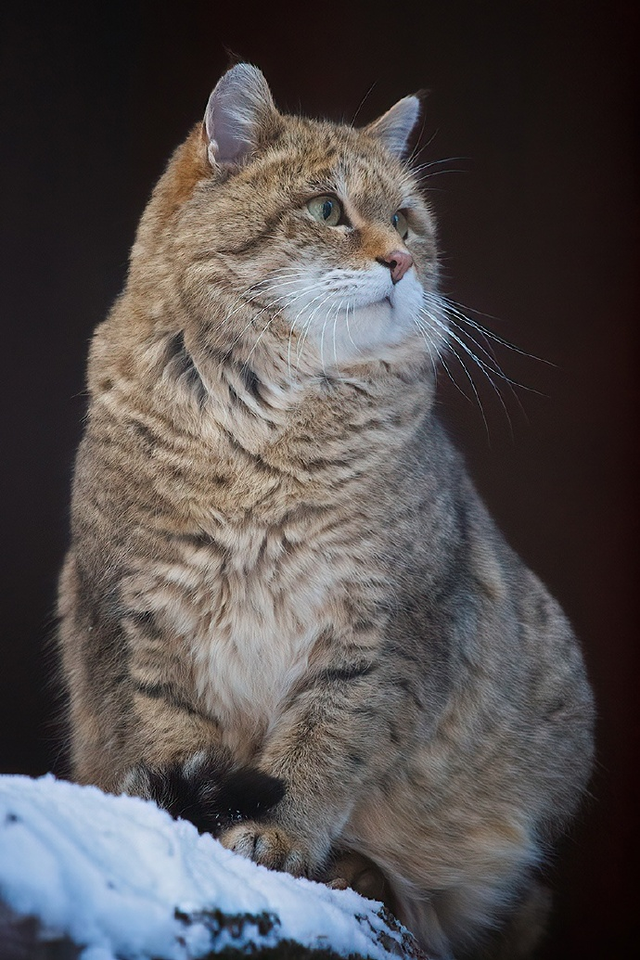 揭秘!欧洲野猫的神秘面纱