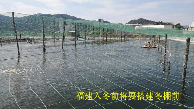 "高产版福建冬棚"是养虾池塘设计演变的"转折点"