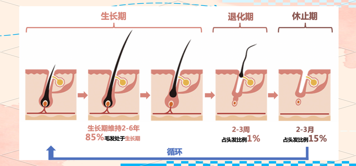 知识分享|全面了解头皮与头发的生理结构
