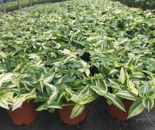 吊竹梅的风水寓意 吊竹梅生长习性和养殖方法