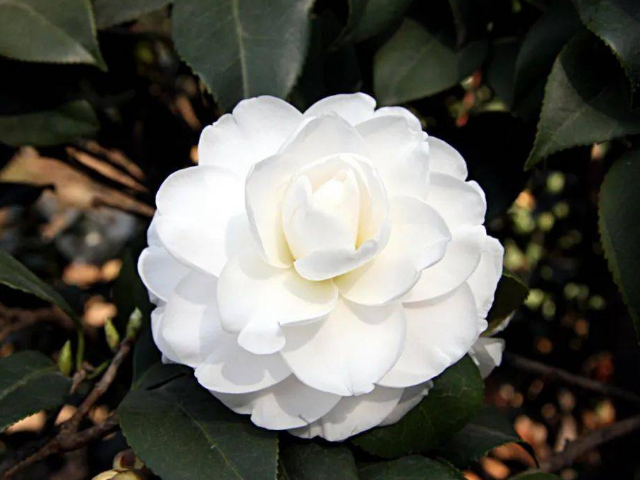 茶花 花语及寓意