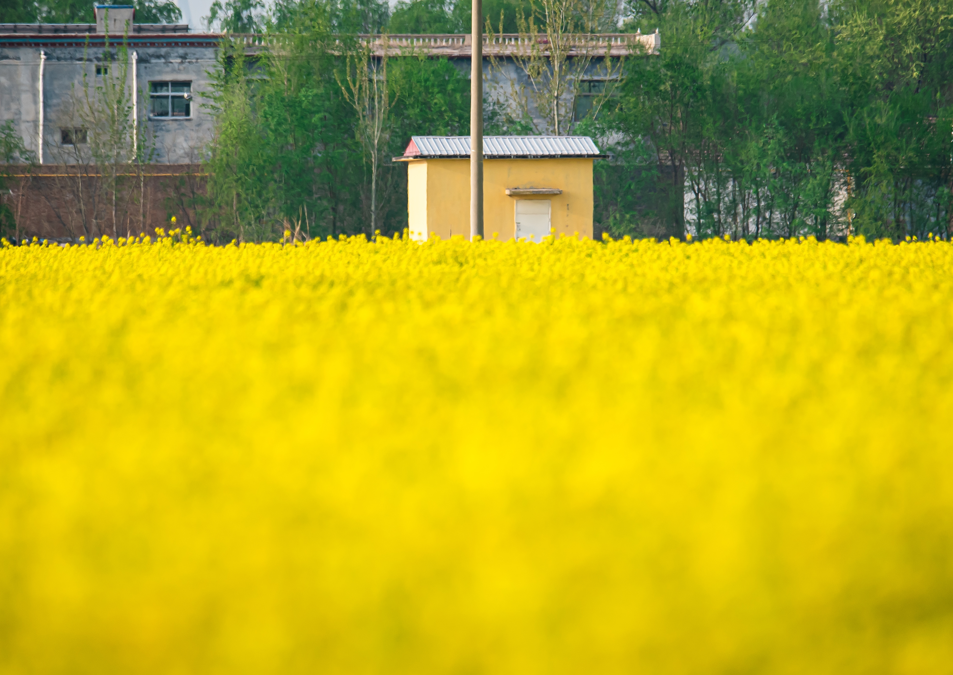 故城油菜花海地址图片