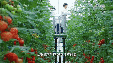 中國經(jīng)濟(jì)樣本觀察·縣域樣本篇|菜籃子里的“壽光力量”:一座縣城的蔬菜產(chǎn)業(yè)化之路-有駕 中國經(jīng)濟(jì)樣本觀察·縣域樣本篇|菜籃子里的“壽光力量”:一座縣城的蔬菜產(chǎn)業(yè)化之路-有駕