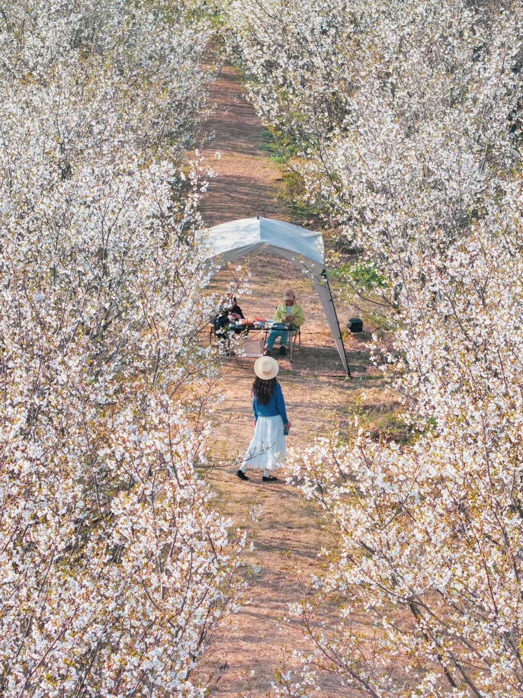 这些人可以免费游