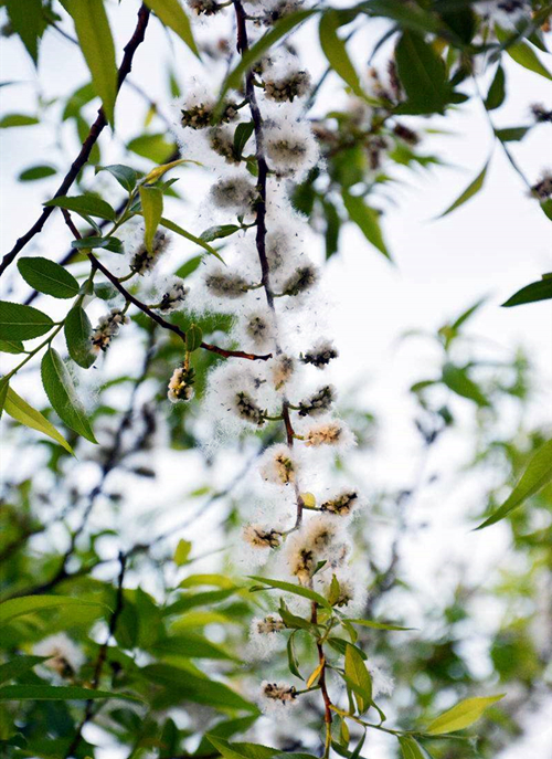 杨絮与柳絮有何区别?如何处理这些问题!