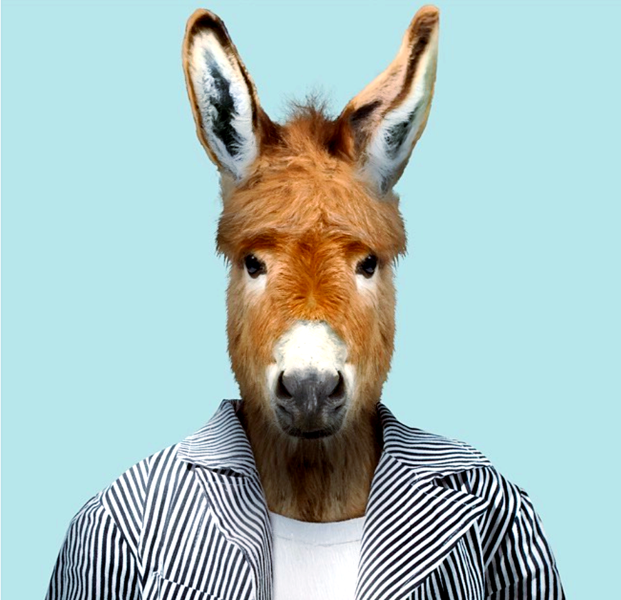 动物肖像走红,这些"衣冠禽兽"有哪些趣味瞬间