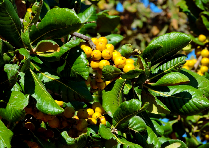 赞比亚的野生果实:从口香糖到酸梅的天然美味