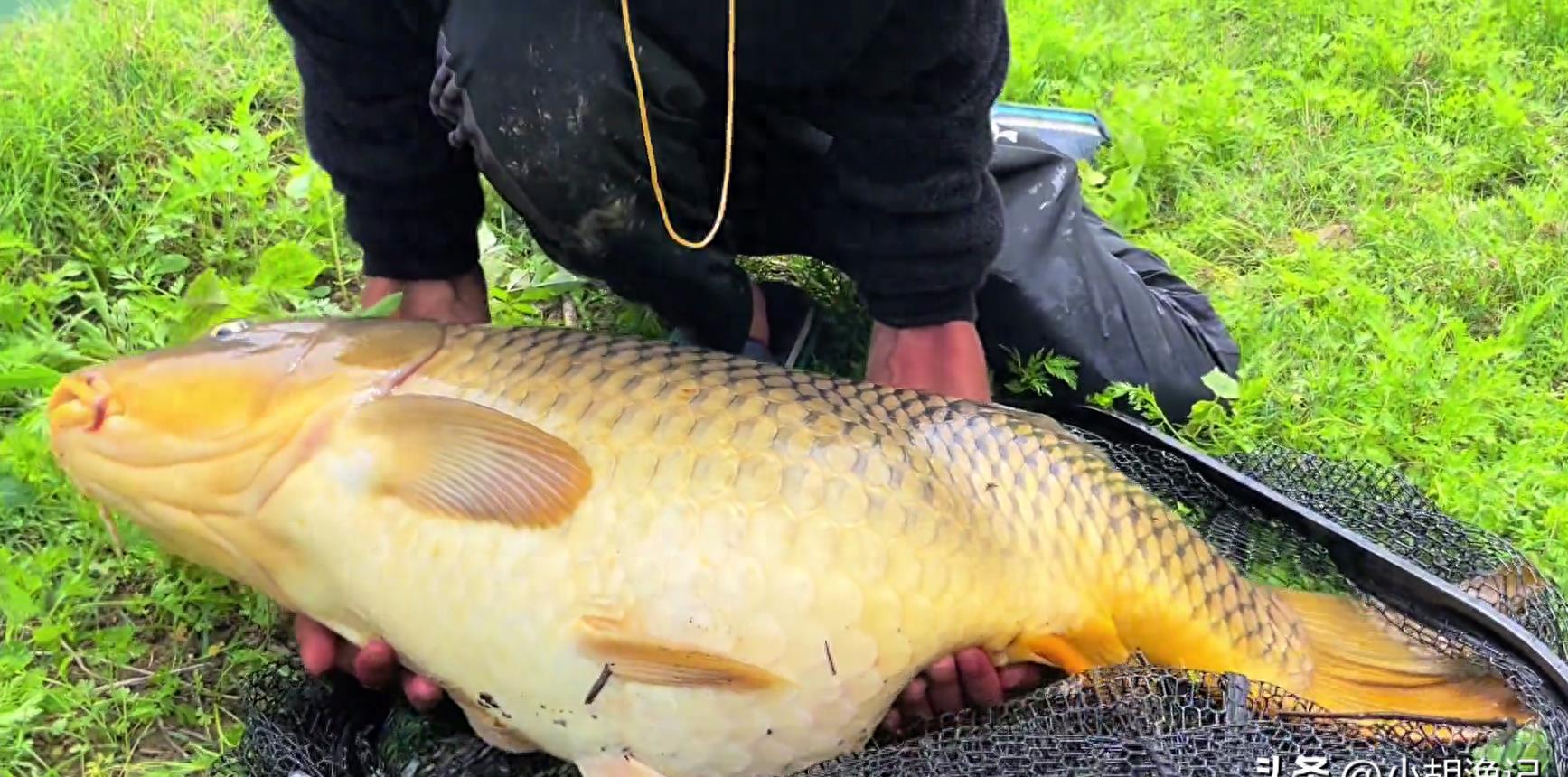 江边惊现50斤巨型鲤鱼!男子欲带回家遭路人制止