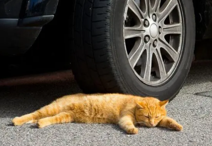 寓意就是气温太冷了,猫咪也知道找温暖的地方,因为车库里面相对比较