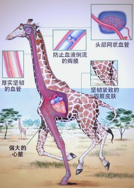 长颈鹿的颈椎数量与哺乳动物特征探讨