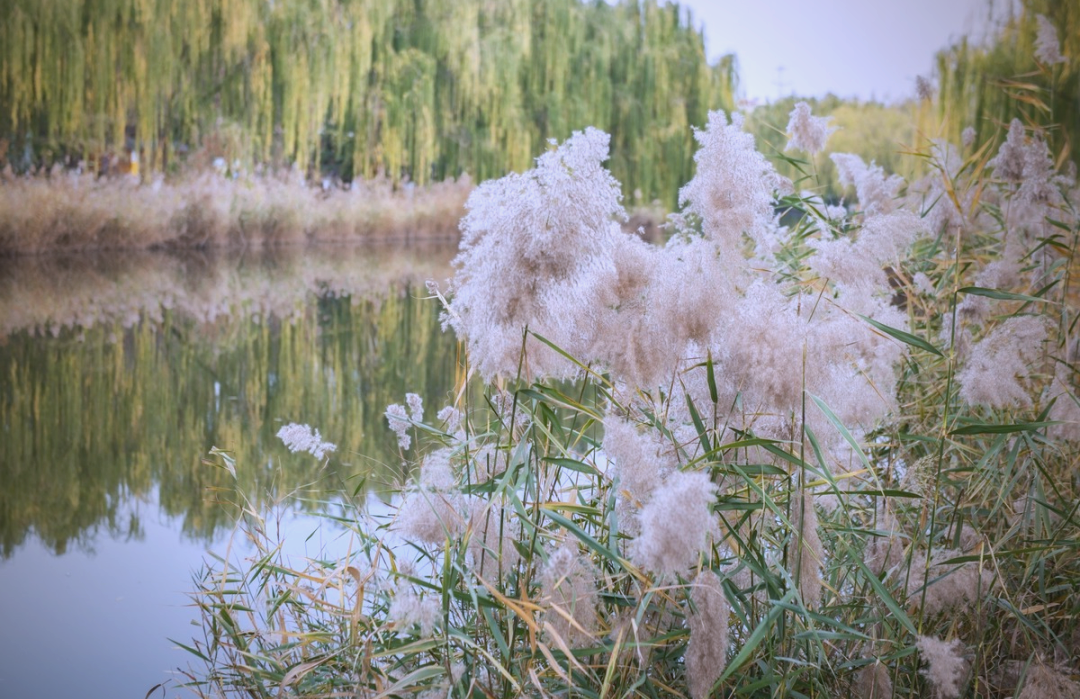 芦花之美:轻盈,素白,触动心灵之窗