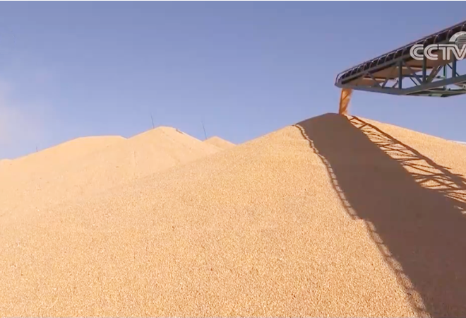 今年1-7月吉自俄进口小麦增长67%