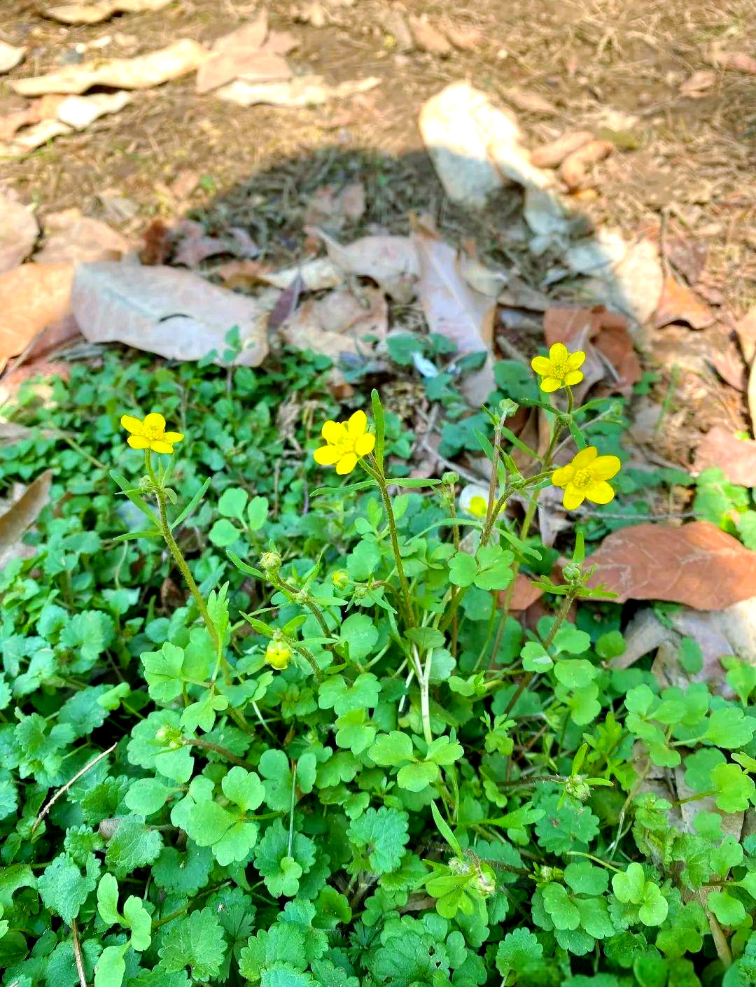猫爪草价格前景如何(猫爪草市场价多少钱一斤)