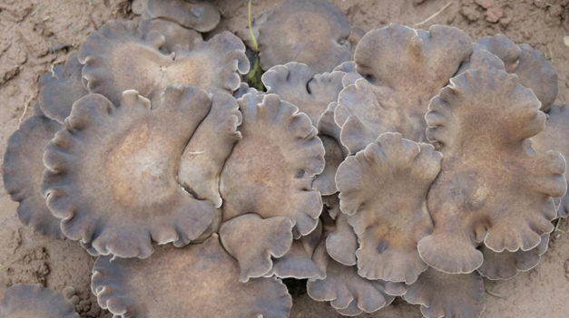 河南沁阳:林下种植雪茸菇 开辟致富新路子