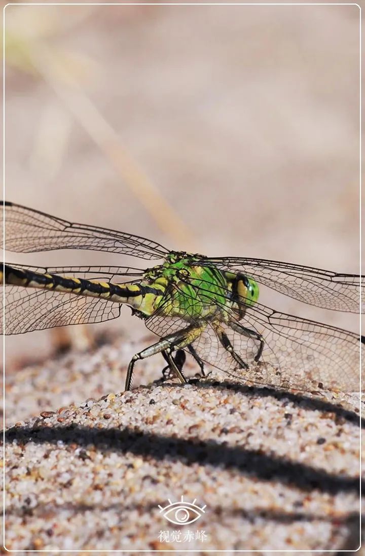 内蒙古赤峰市首次发现国家二级保护动物棘角蛇纹春蜓