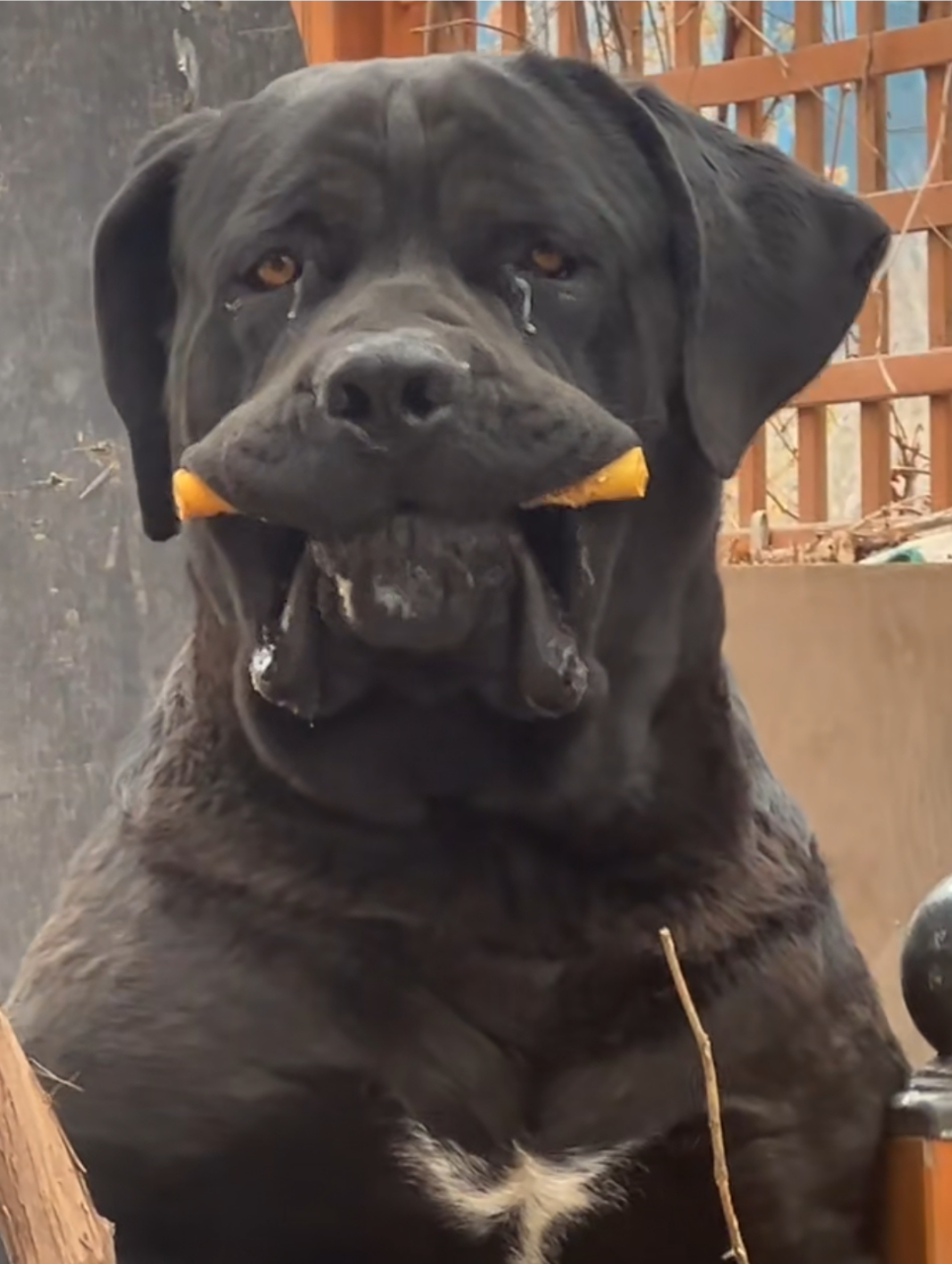 不得不说,这狗子真埋汰啊,主人也不知道给它擦擦![左捂脸]