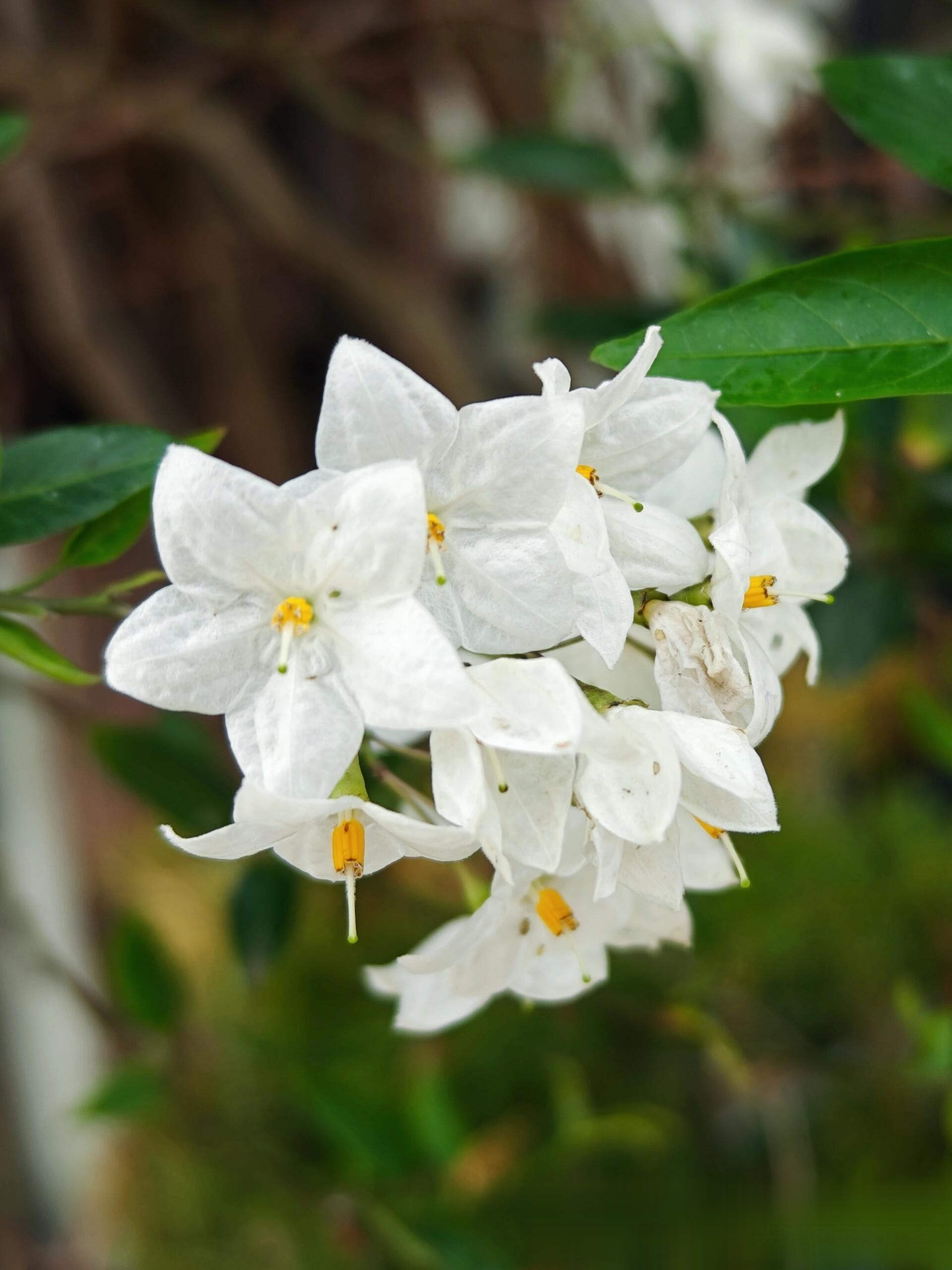 白英:从治水功臣到阳台宠儿,这株植物凭什么被写进史书?