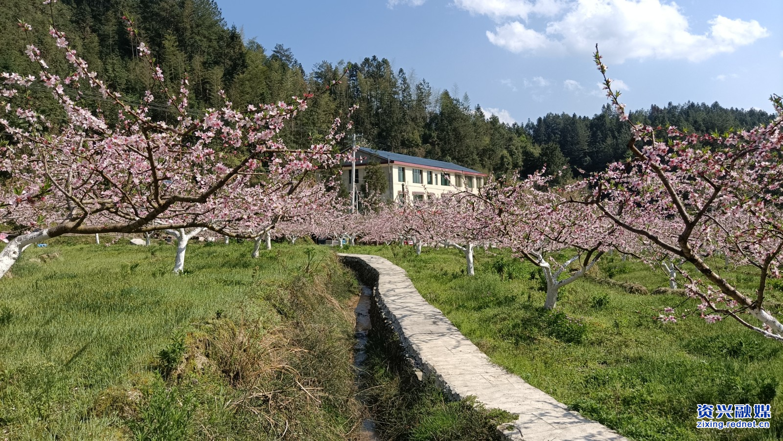 饶平桃花图片