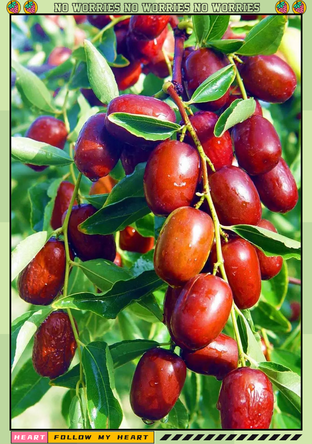 红枣:8000年历史的滋补佳品揭秘