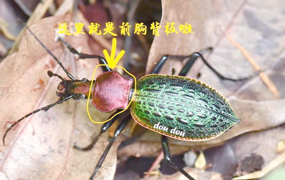 如何区分拉步甲与疑步甲?掌握这些技巧就够了!