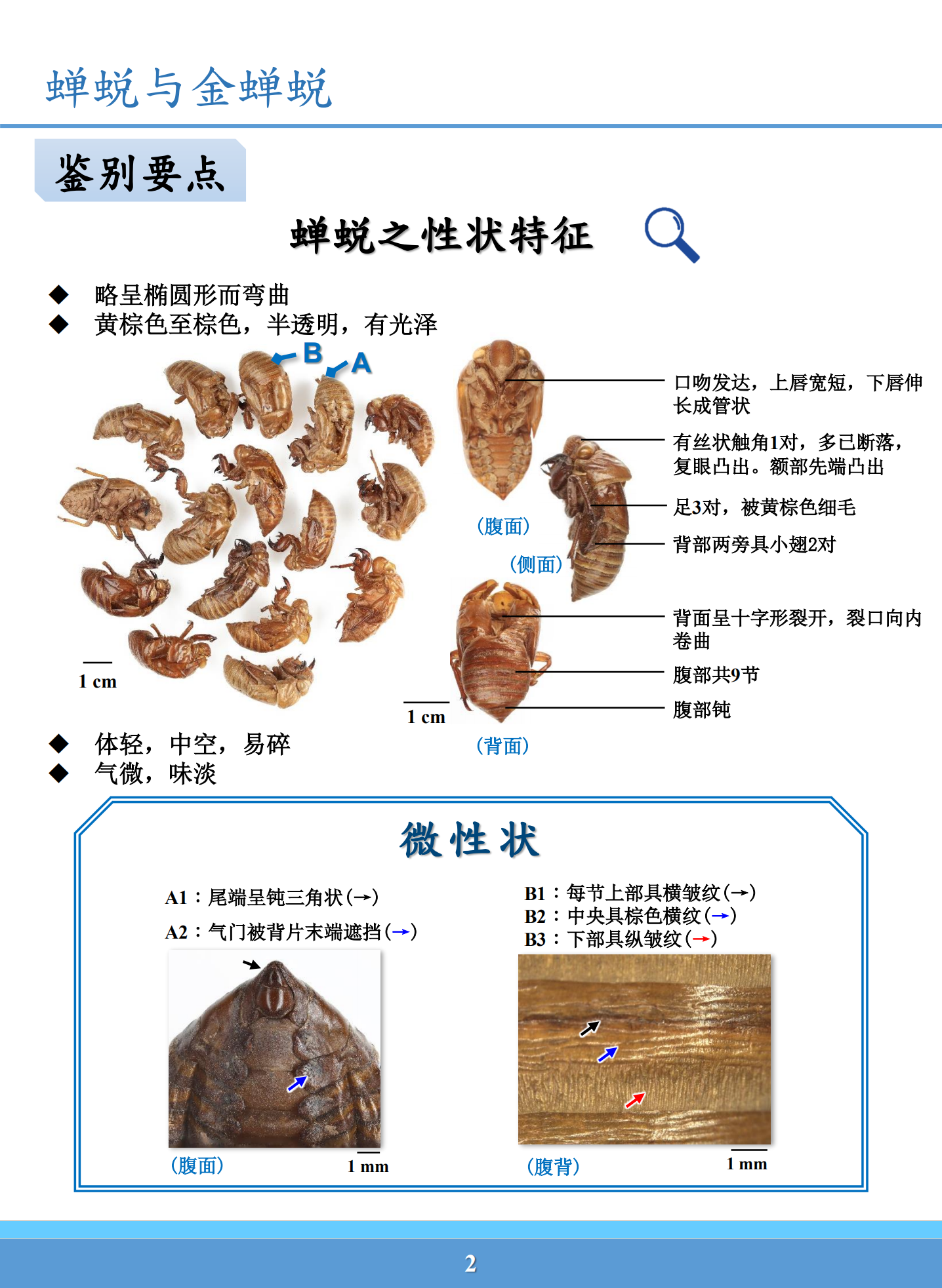 蝉蜕与金蝉蜕鉴别