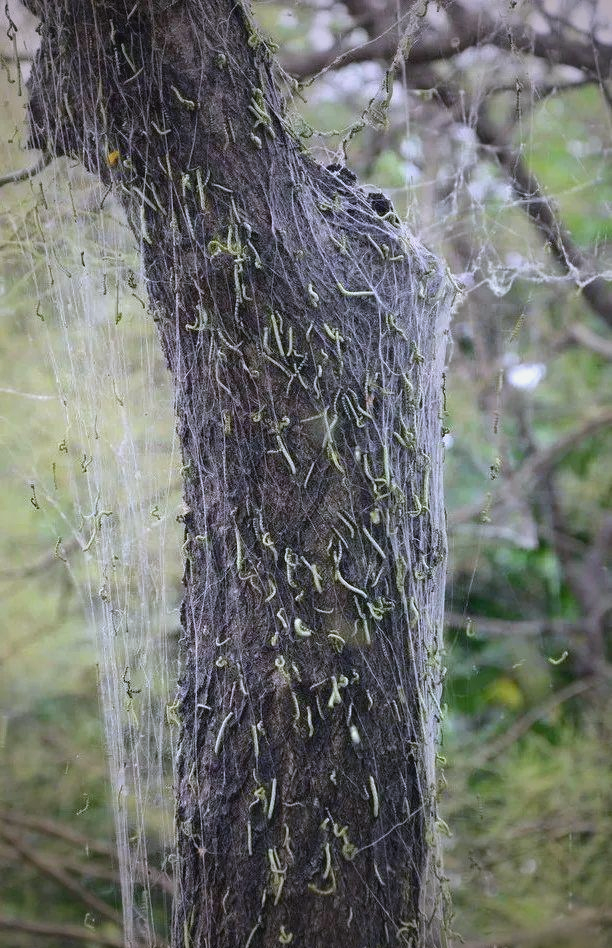 春夏之交,尺蠖虫高发,虽不咬人却令人不适