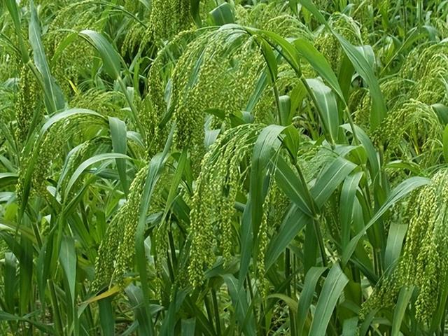 每日一诗《诗经·小雅·黍苗》,写宣王之德,召伯之功