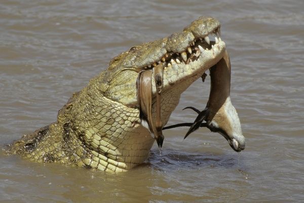 鱷魚的獵物從魚轉變為野豬後,種群恢復了,動物滅絕是因為挑食?