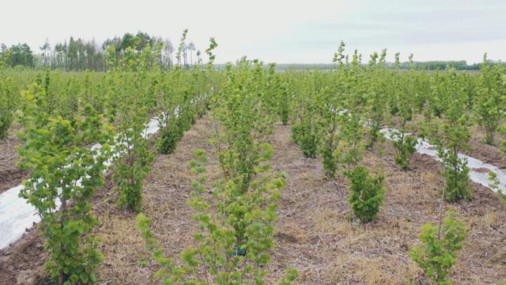 同江市同江镇永胜村:绿色生态产业铺就富民兴村幸福路