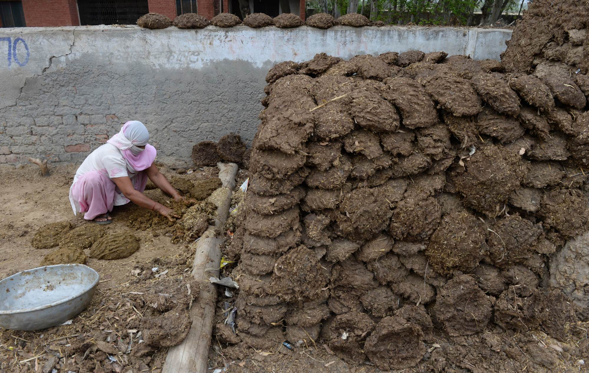 印度官员:牛粪及尿液可制作杀虫剂和医药