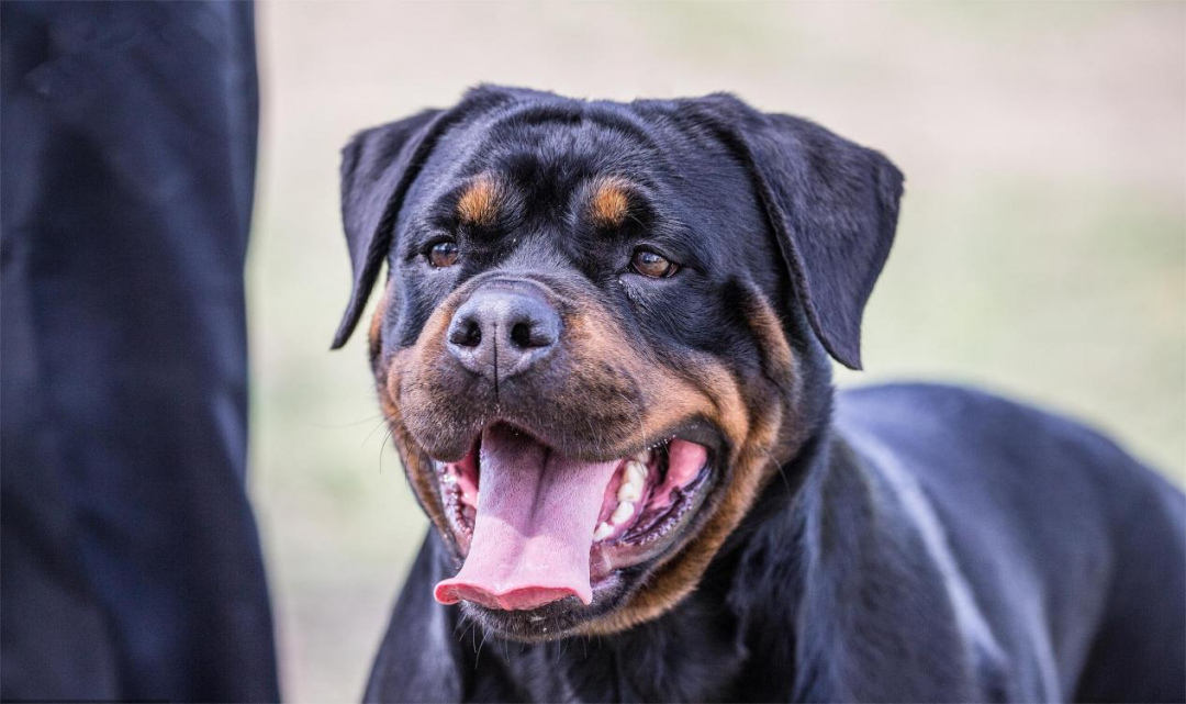 咬伤幼童的罗威纳犬是警犬之一